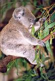 05 Koala - 260199